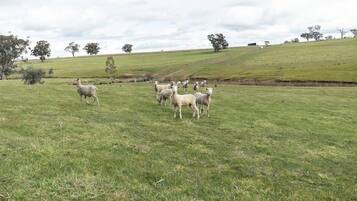A grassy field with a herd of sheep.
