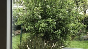 Vista a través de una ventana que muestra una terraza de madera con un sofá de mimbre y un jardín exuberante con diversas plantas y flores.