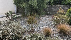 Un jardín con diversas plantas y un gran árbol.