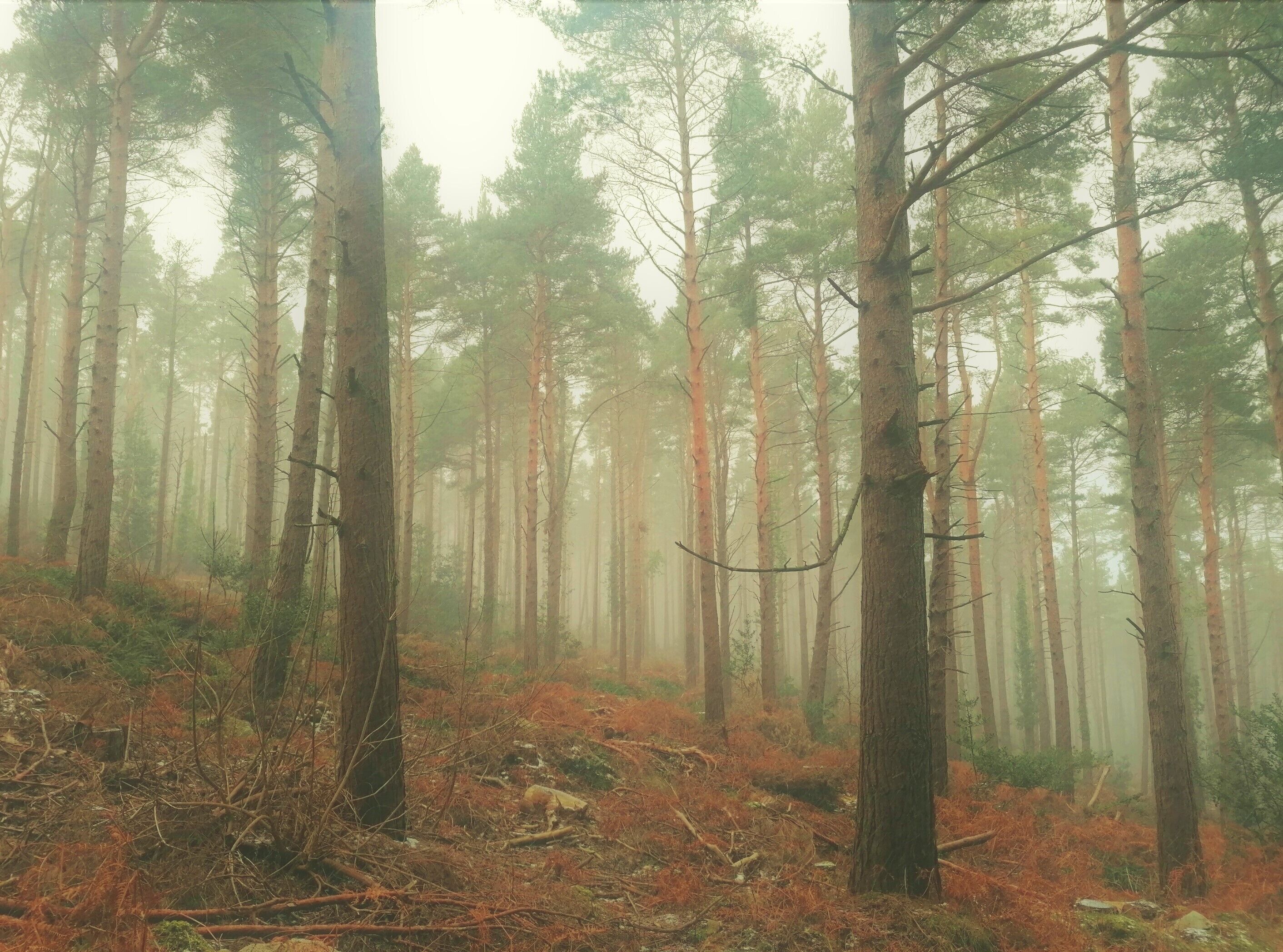 Un bosque denso con árboles altos y una atmósfera brumosa.