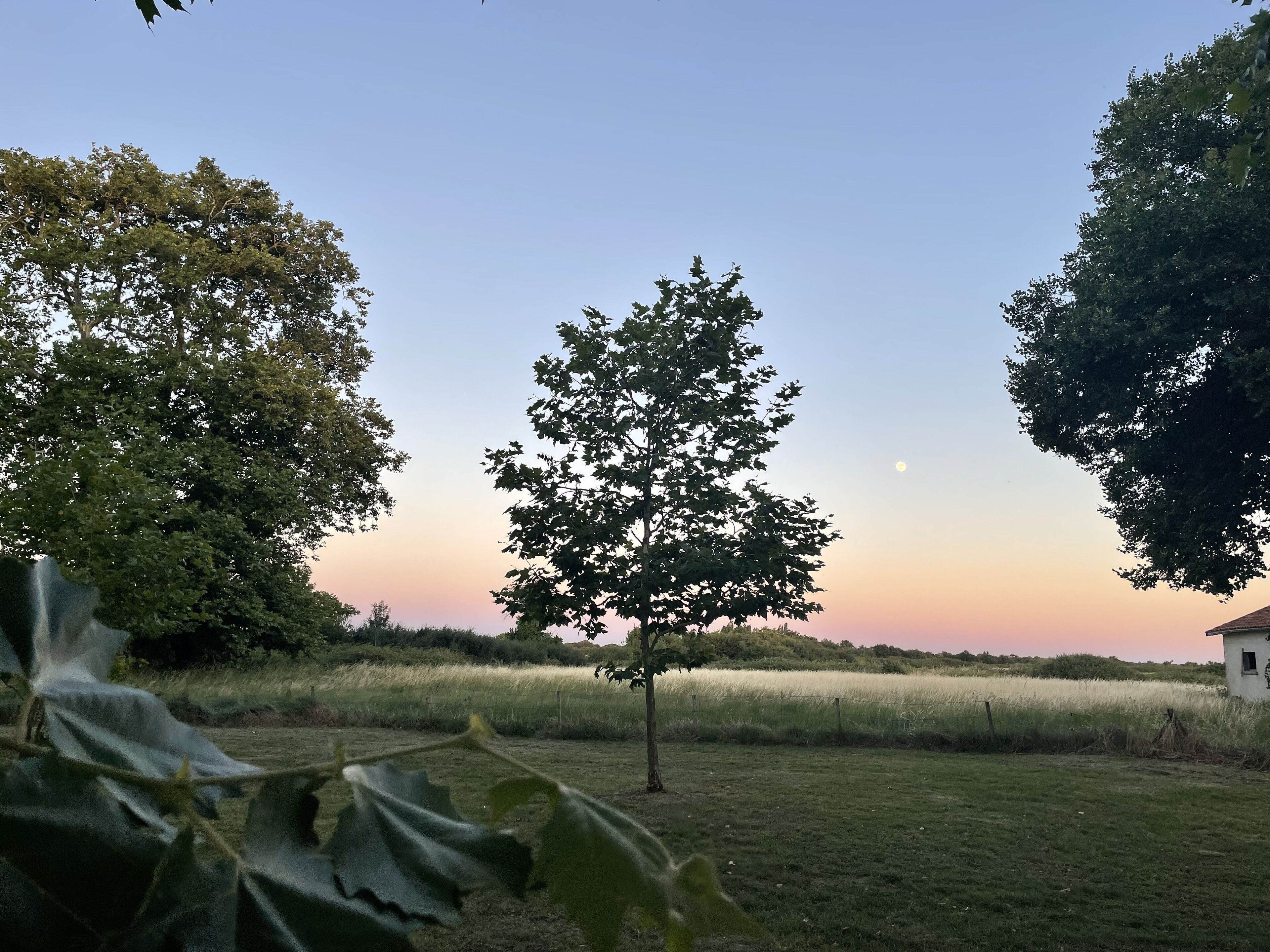 A grassy field with trees and a clear sky.