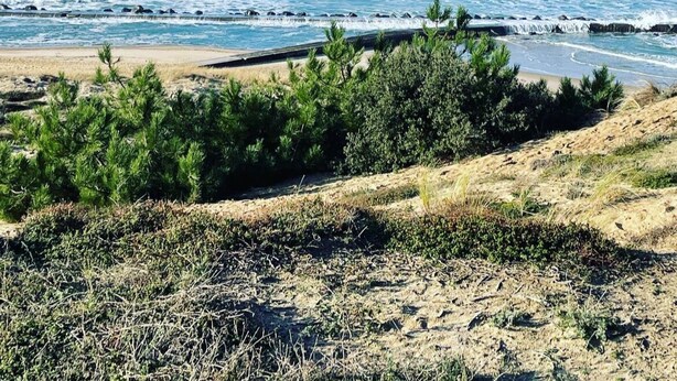 Uma praia com ondas, um farol ao longe e vegetação seca em primeiro plano.