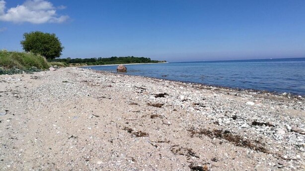 Una spiaggia di ciottoli con un grande albero e una costa in lontananza.