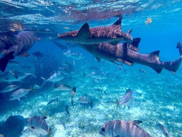 An underwater scene with a large shark and various fish swimming in clear blue water.