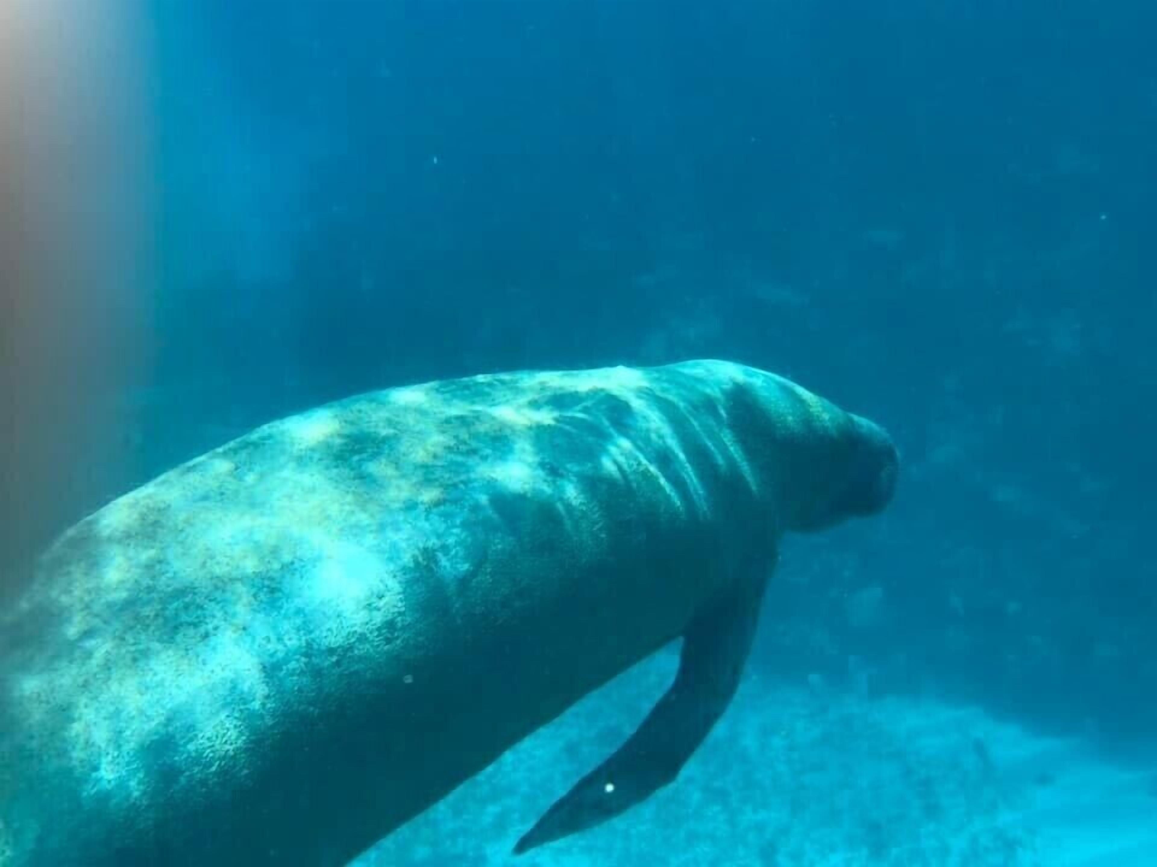 Un gran animal acuático de color oscuro nadando bajo el agua.