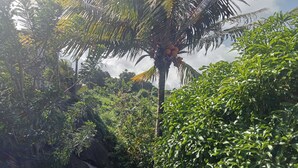 Un exuberante jardín con follaje denso y una palmera cargada de frutos.