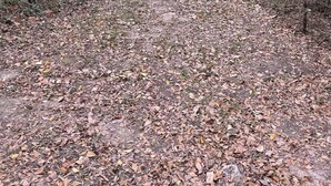 A forested path with a dirt trail covered in fallen leaves. - Country Oasis Room - A (Hockley)