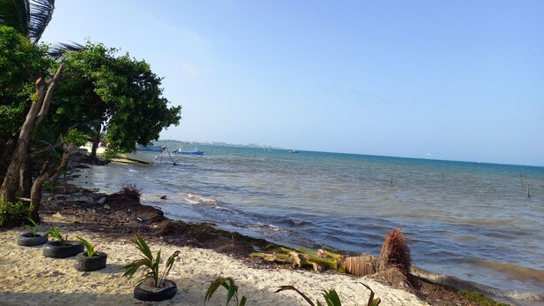 A beach with tire planters, a palm tree, and boats in the water.