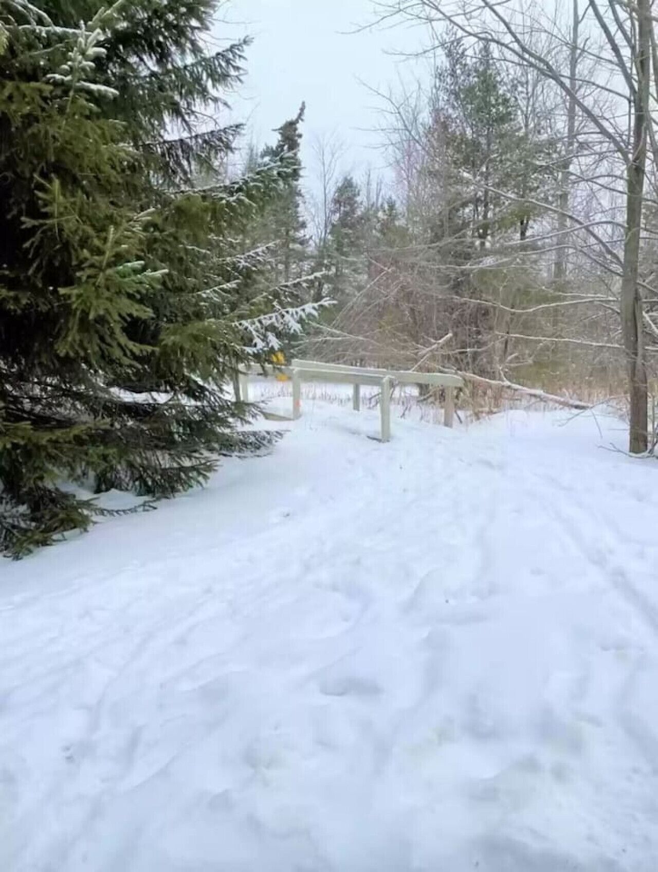 Un sendero cubierto de nieve con árboles de hoja perenne y una valla de madera.
