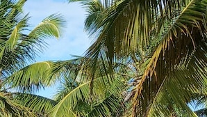 A beach with palm trees and thatched umbrellas. - Areia Azul Aparts Brazil - Imbassai Ykutiba (Mata de São João)