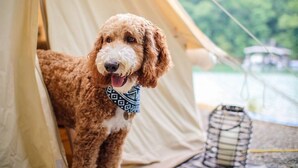 A dog standing in front of a tent. - Deluxe Safari Tent Glamping at Unicoi in Helen GA - 15 (Helen)