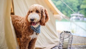Een hond in een tent met een geborduurd bandana.