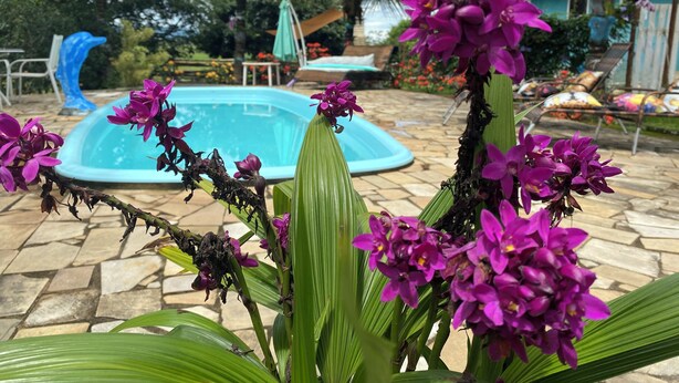 Una piscina rodeada de plantas tropicales y palmeras.