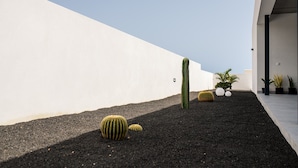 A rooftop garden with cacti and potted plants against a white wall.
