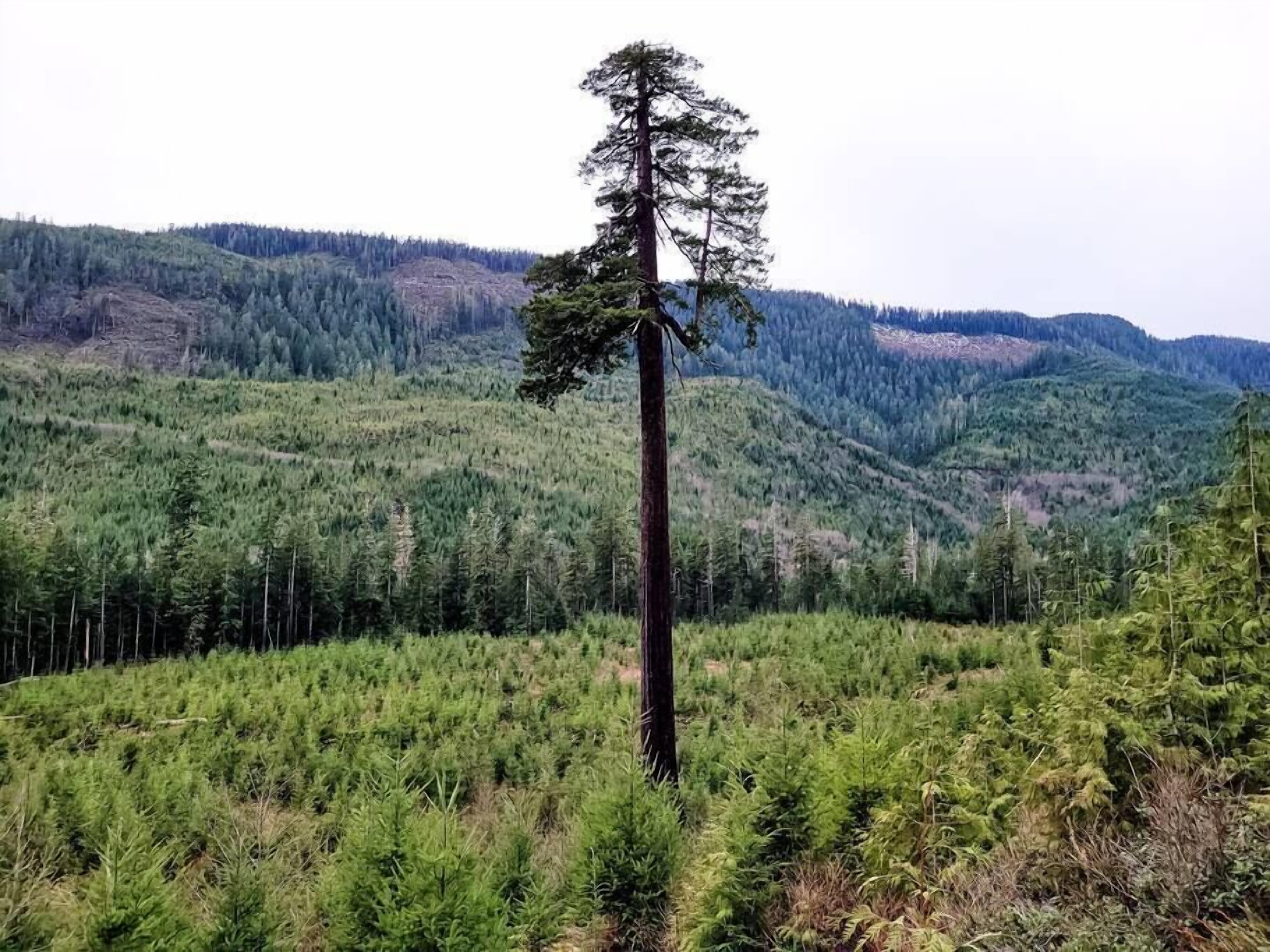 Un paisaje boscoso con un árbol alto destacándose en primer plano y una cordillera al fondo.