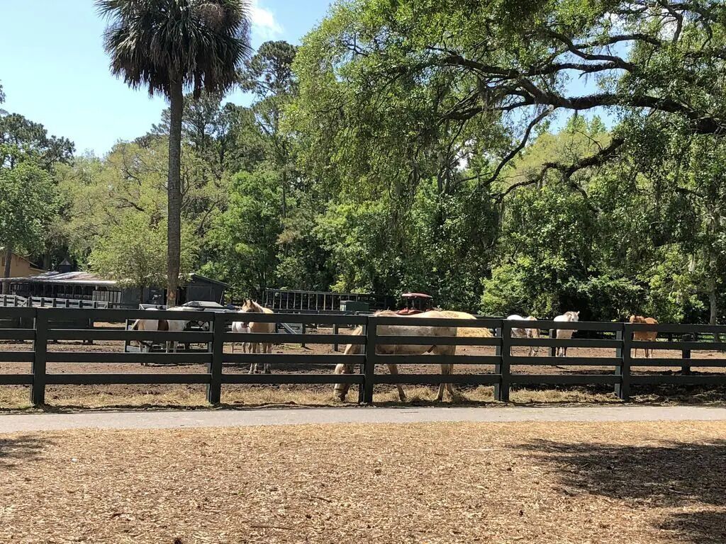 A fenced area with horses and a vehicle, surrounded by trees and a clear sky.
