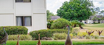 Scenic Water View Condo in Golf Resort | Cozy Ground Floor 1BR | Ideal for Work/Relaxation