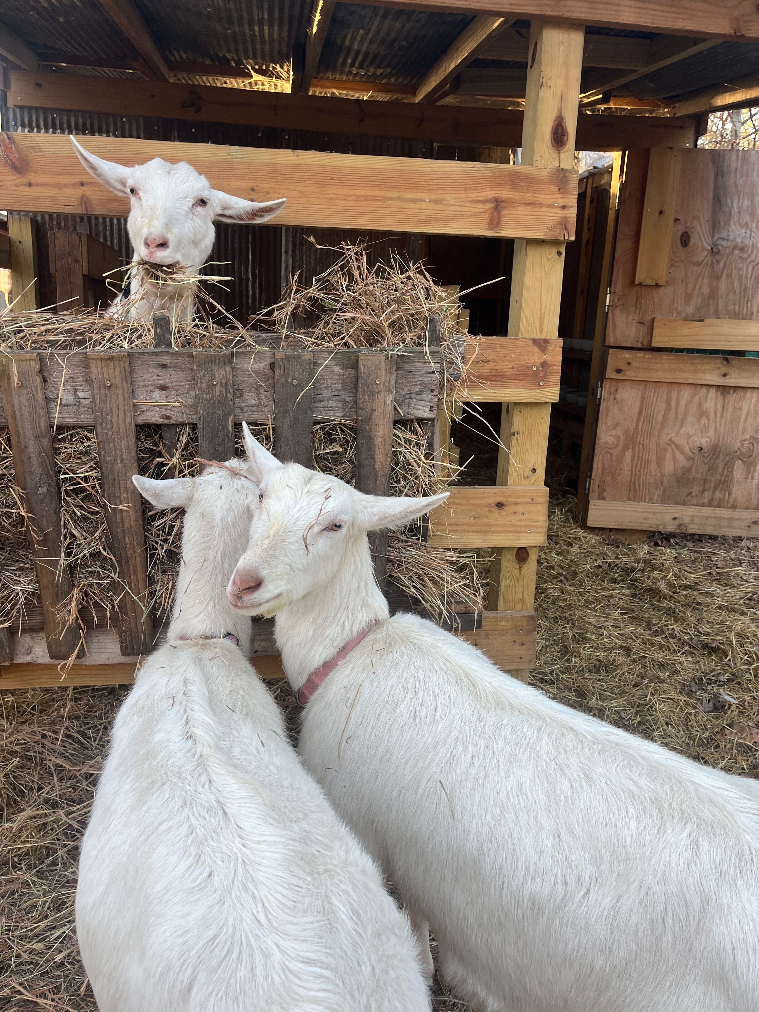 A wooden structure with two goats in front and one behind.