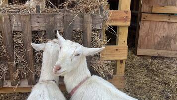 A wooden structure with two goats in front and one behind.