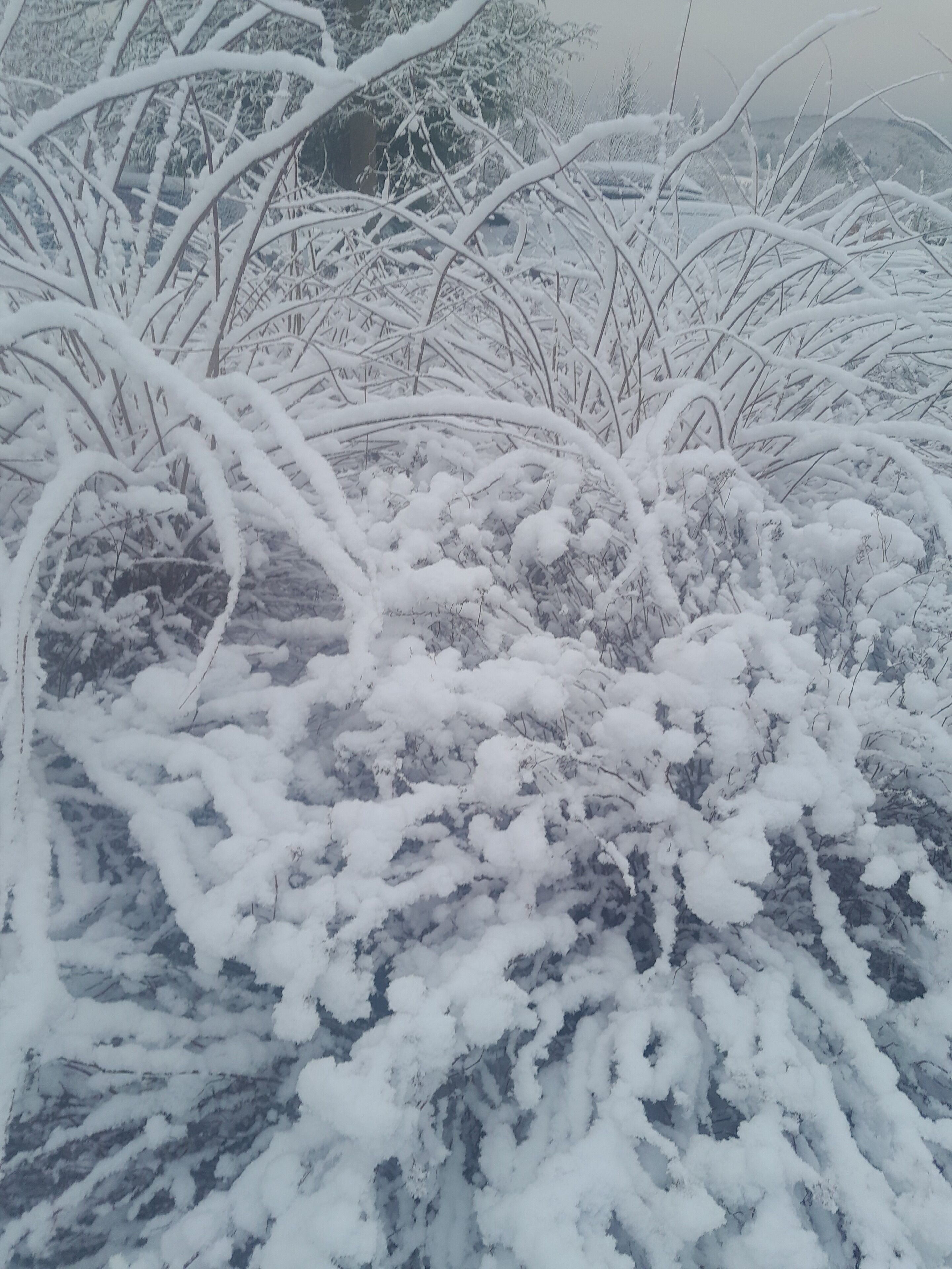 A snowy landscape with dense shrubbery and branches covered in snow.