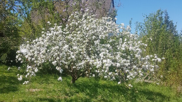 Een boom met witte bloesems in een grasrijke omgeving, met een gebouw op de achtergrond.