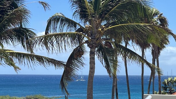 Une vue sur la côte, avec des palmiers et un ciel bleu dégagé.