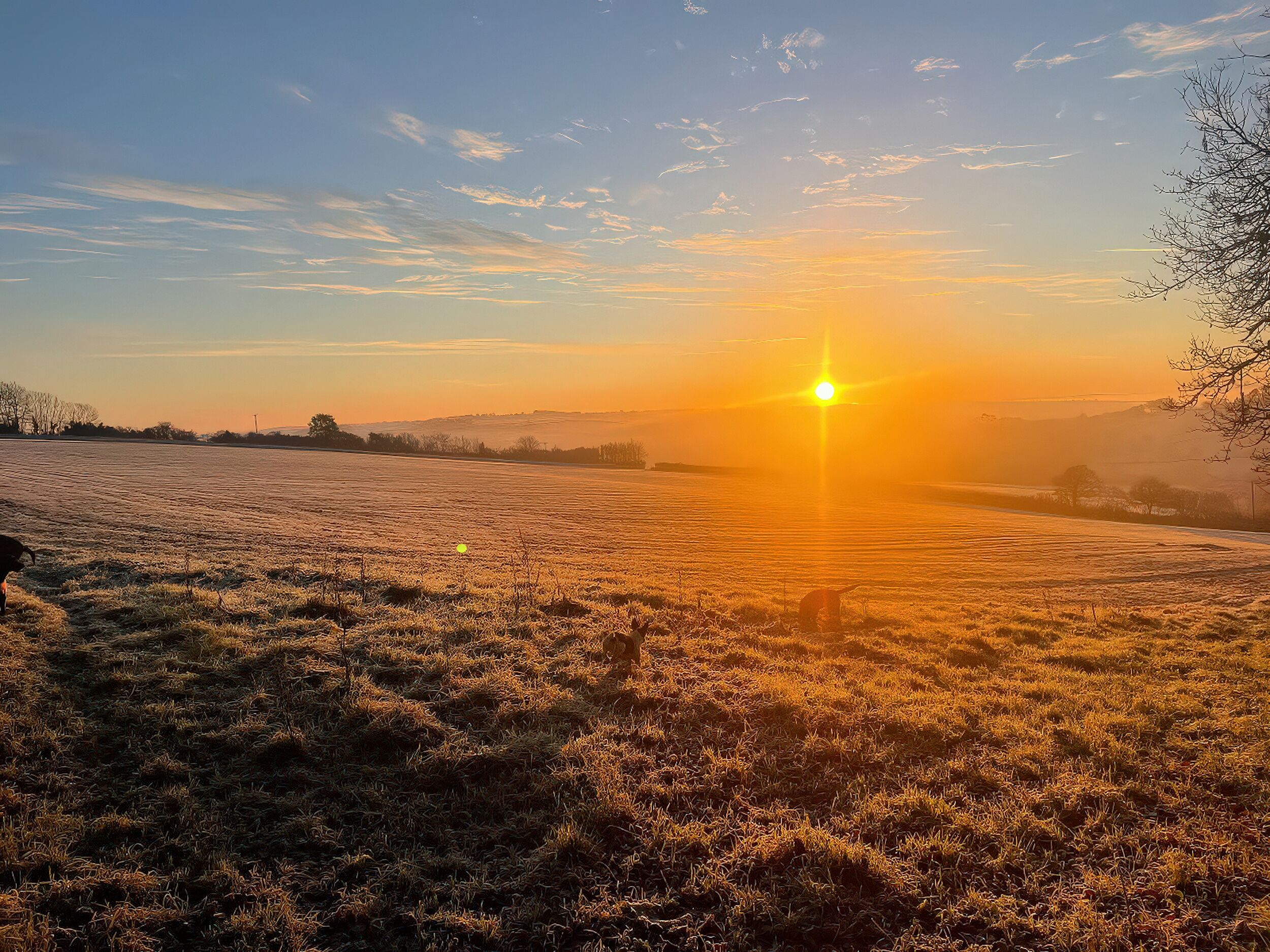 Ein mit Frost bedecktes Feld mit Sonnenuntergang im Hintergrund.