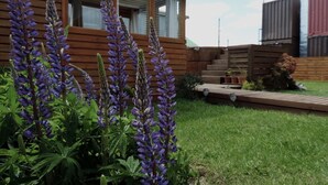 Une cabane en bois avec une cour verdoyante, une terrasse en bois et, au premier plan, des fleurs de lupin violet.