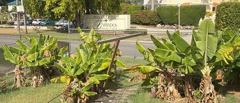 Vista de una zona residencial con un cartel de club de golf, palmeras y un edificio con balcón.
