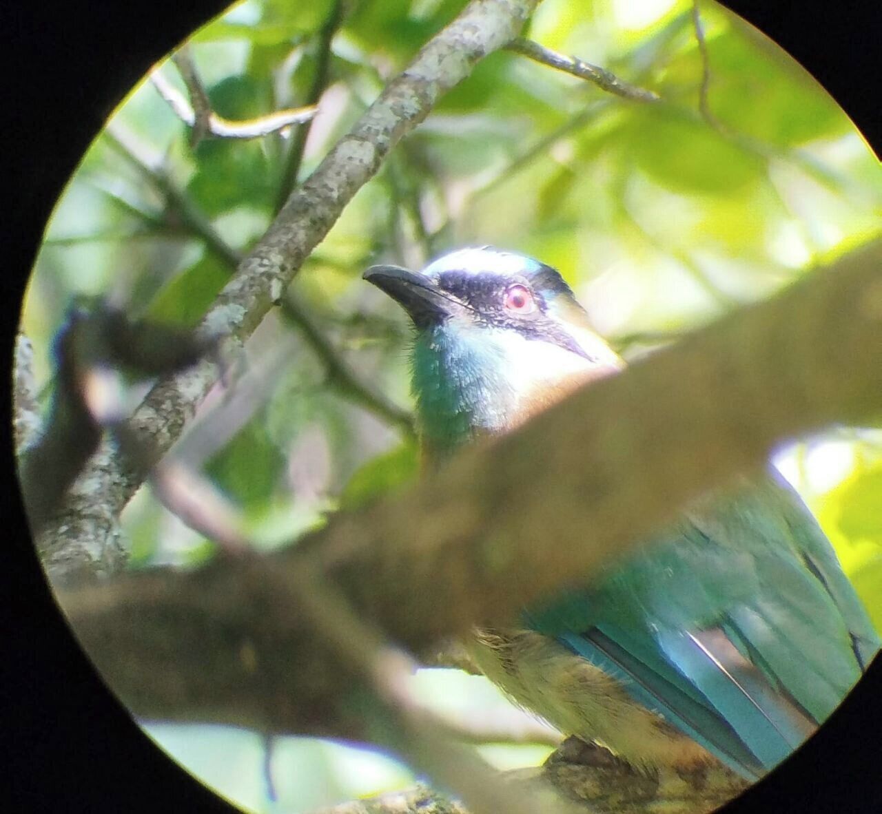 Un oiseau était perché sur une branche, entouré d’un feuillage verdoyant.