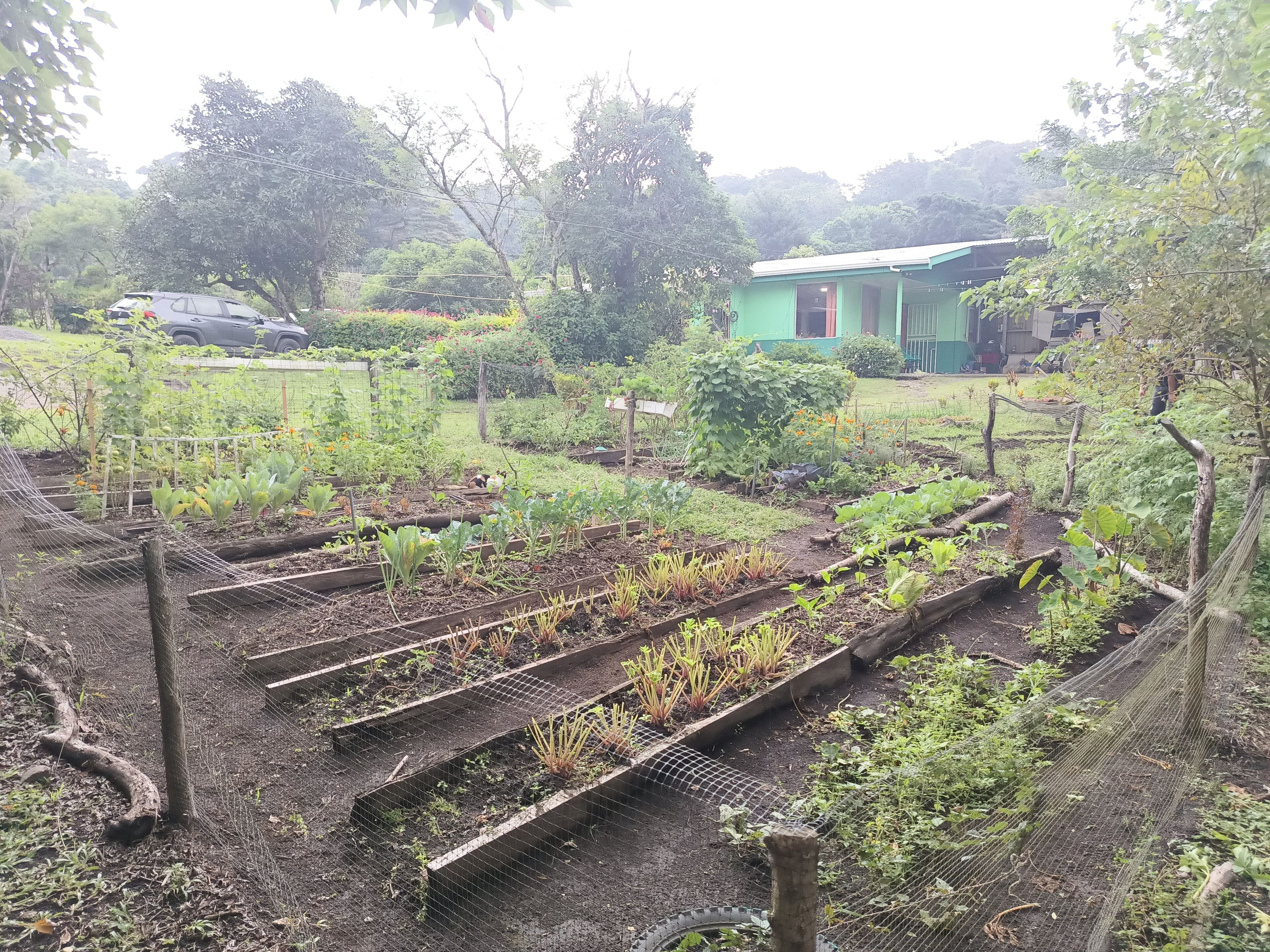 A garden with raised beds and a green building in the background.