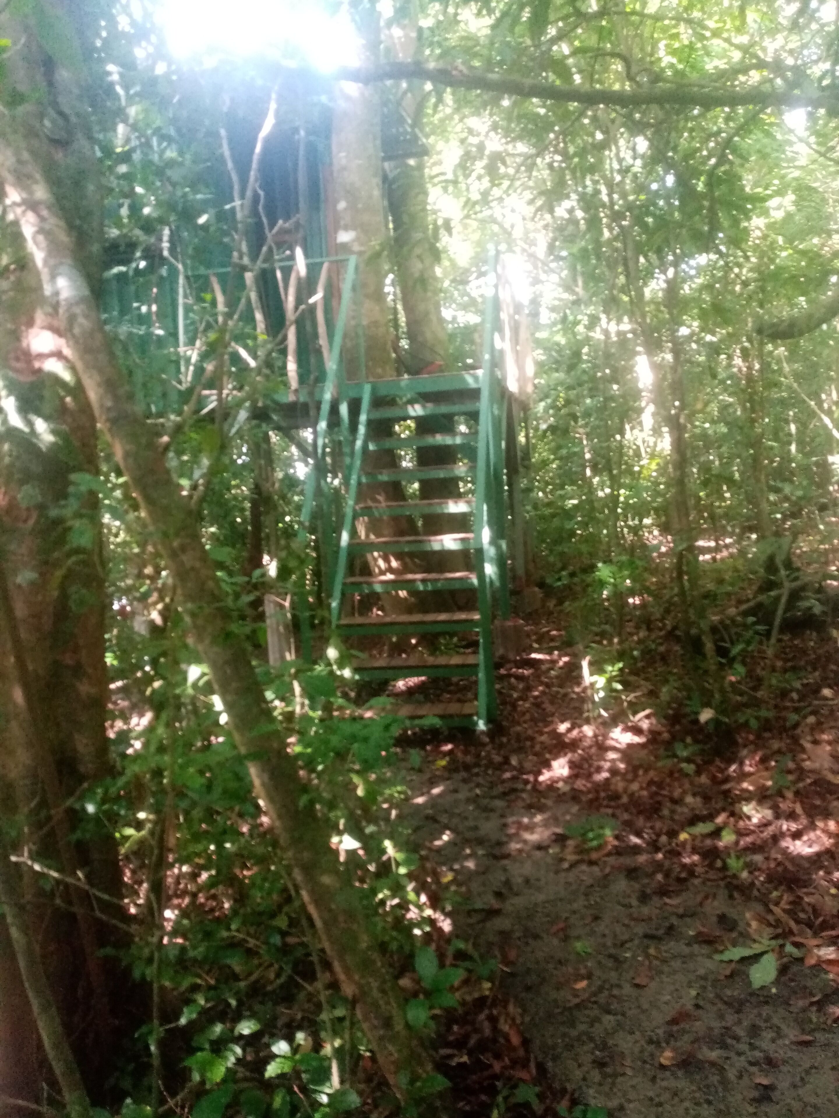 A green metal staircase in a forested area with dense foliage and a dirt path.