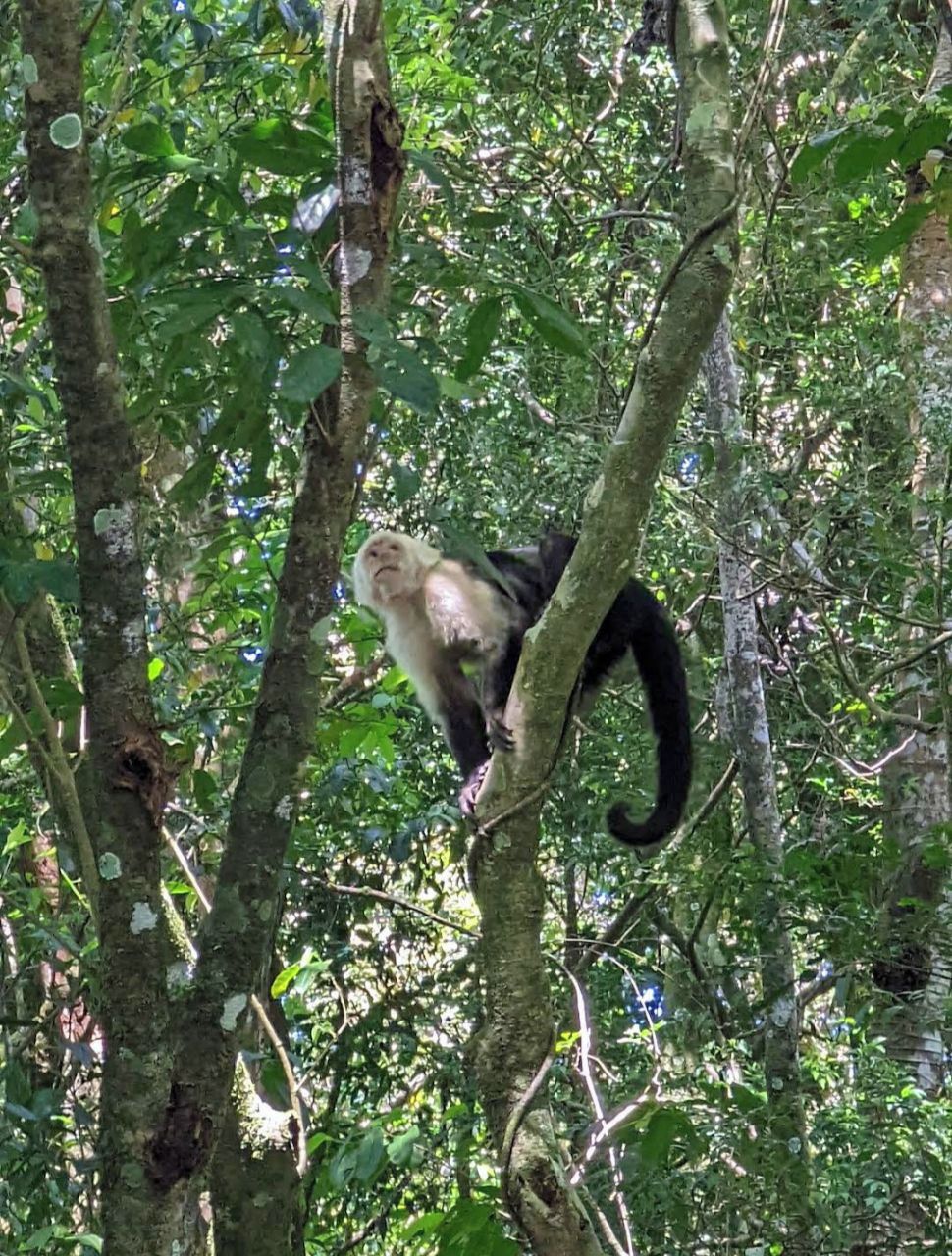 Um macaco escalando uma árvore em uma floresta densa.