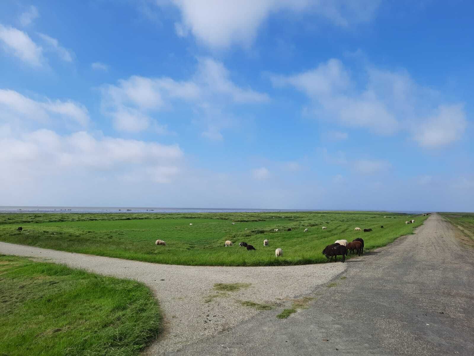 Een landelijk landschap met een grindpad, groene velden en een waterpartij in de verte.