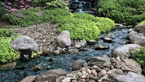 Un jardin agrémenté d’une petite cascade, de rochers et de différentes plantes.