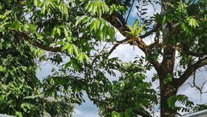 Un puente peatonal de madera con barandillas metálicas, rodeado de vegetación exuberante y árboles.