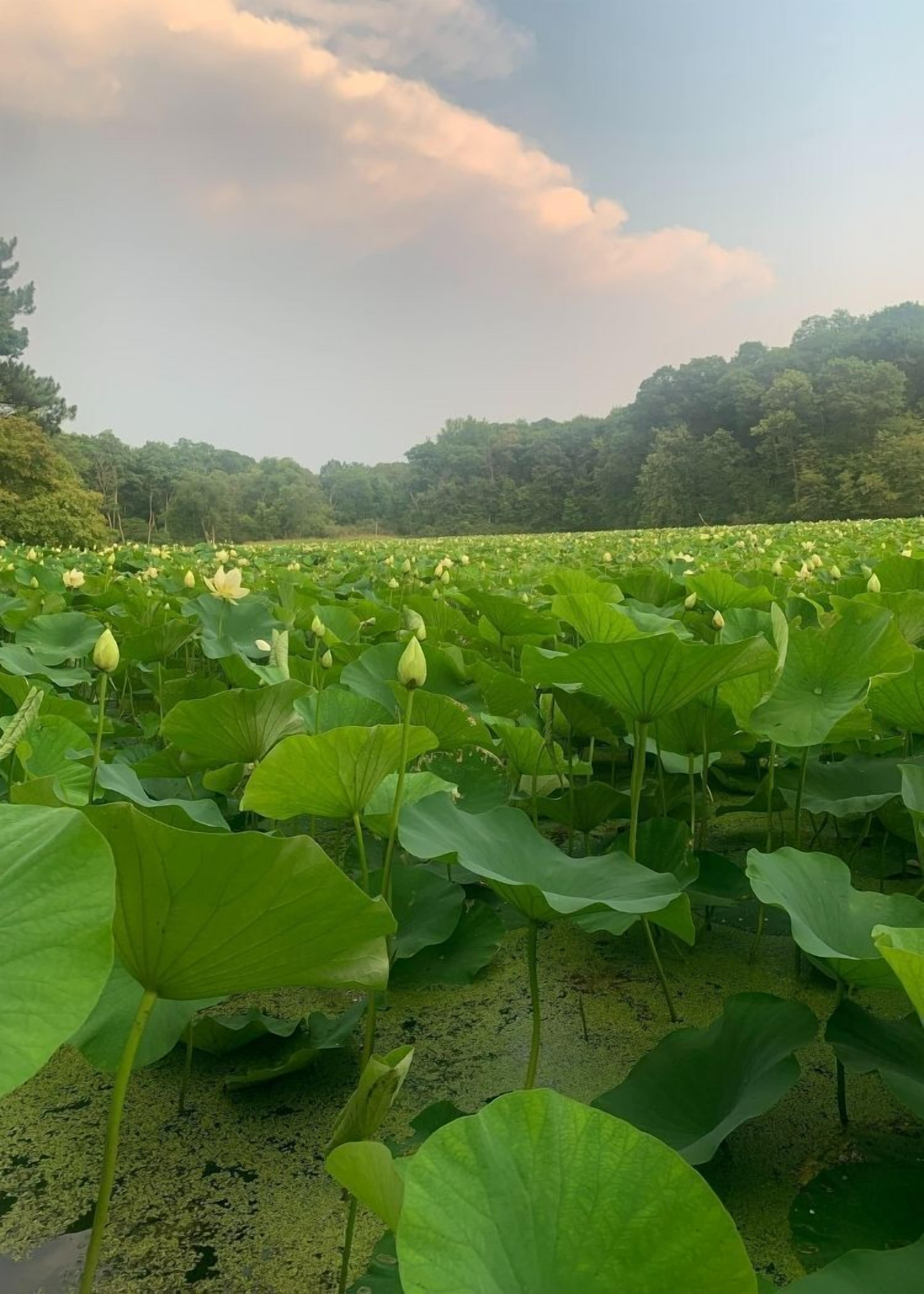 Un estanque de loto con hojas verdes grandes y flores blancas, rodeado de árboles y un cielo nublado.