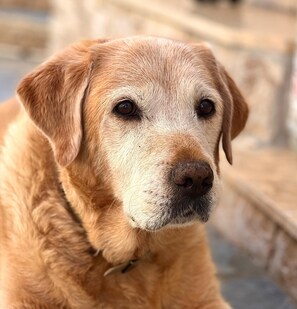 Primer plano de un perro marrón claro de pelo corto.