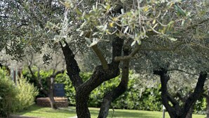 A tree-lined pathway in a park with a paved walkway and greenery. - Abitatt (Fosdinovo)