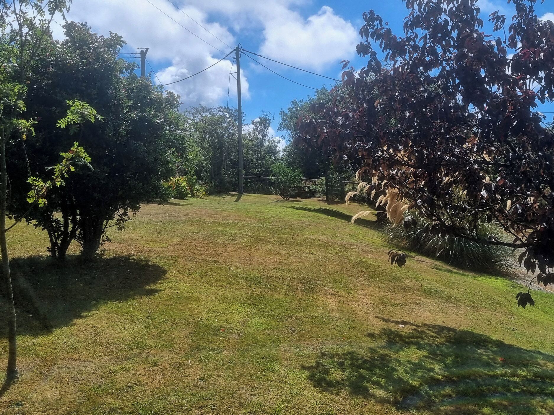 A grassy outdoor area with trees and a clear sky.