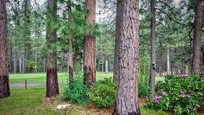 Een bebost gebied met hoge bomen en een verzorgd gazon.