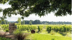 Un vignoble avec des rangées de vignes, une barrique en bois et une construction rustique en pierre.