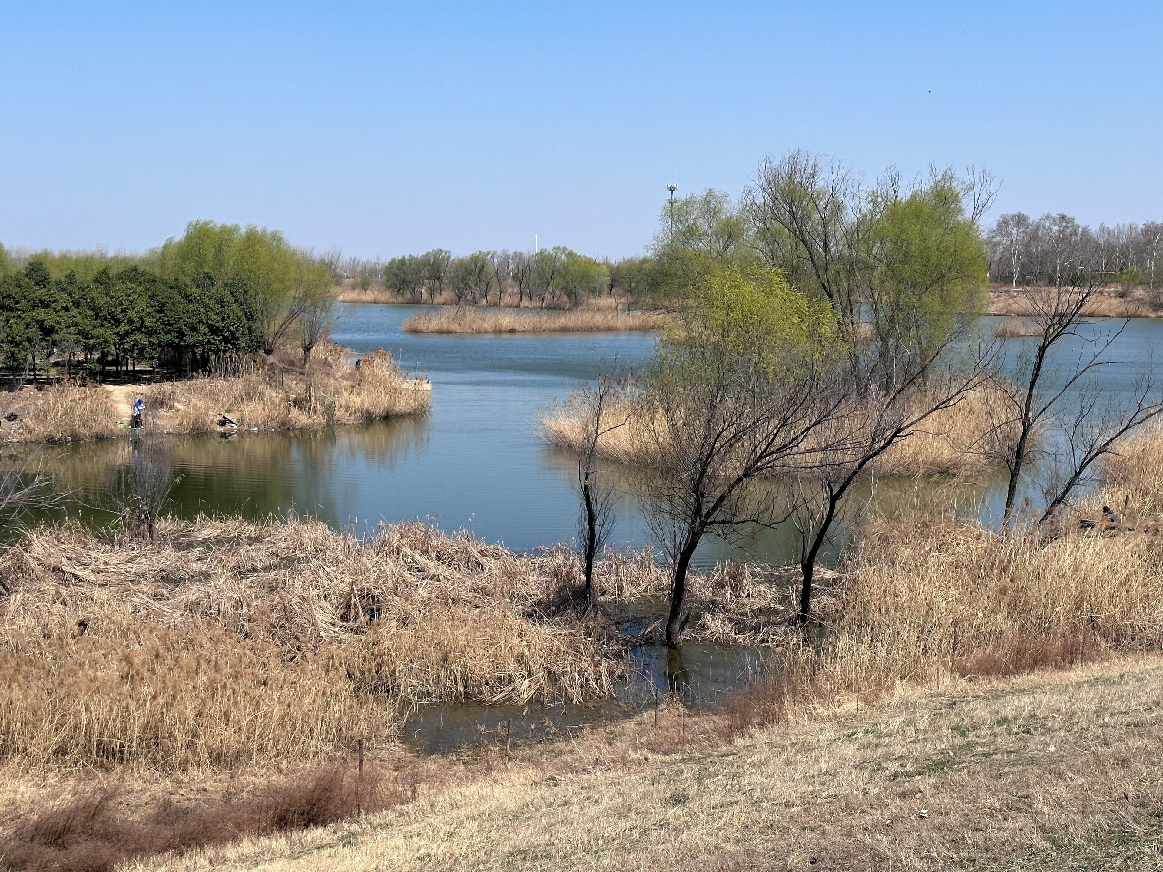 Un lago tranquilo rodeado de pastizales secos y escasos árboles.