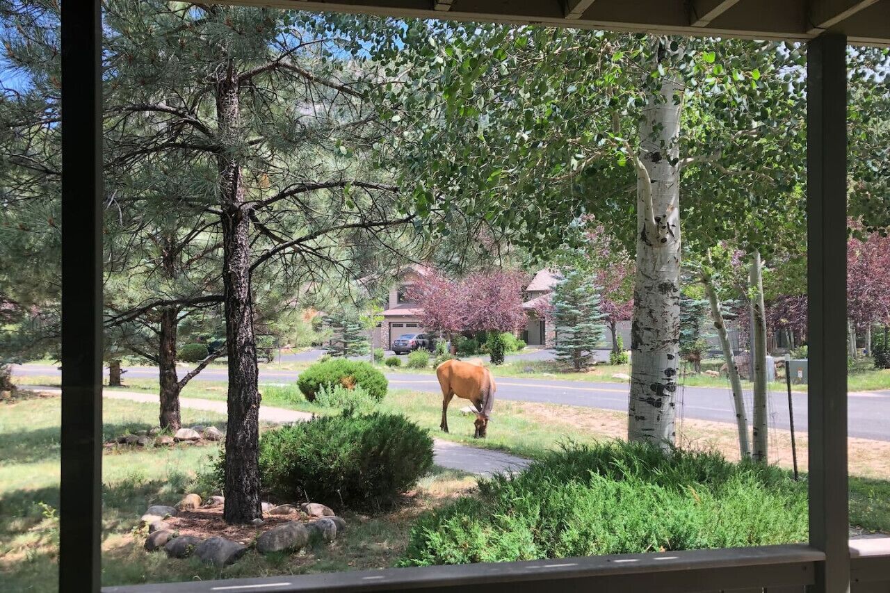 A horse grazing in a residential area with houses and trees in the background.