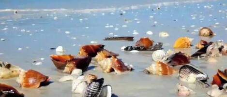 Ein Strand mit zahlreichen Muscheln, verstreut im Sand.