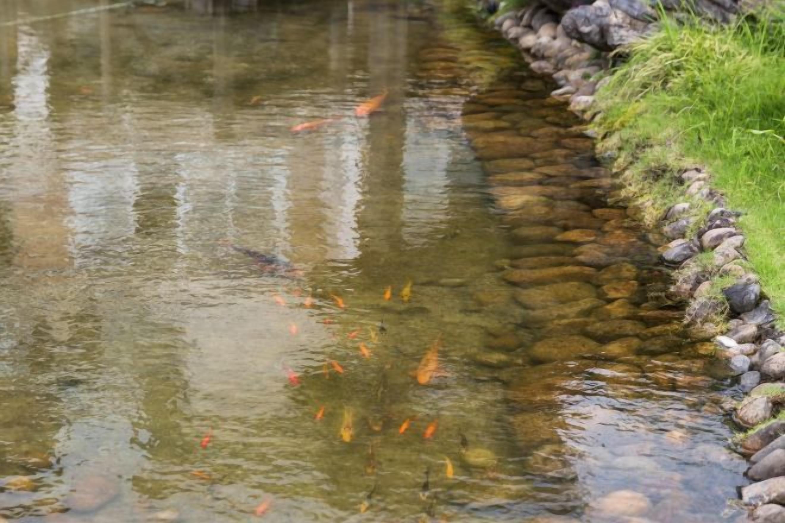 A clear water feature with fish, surrounded by a stone border and grass.