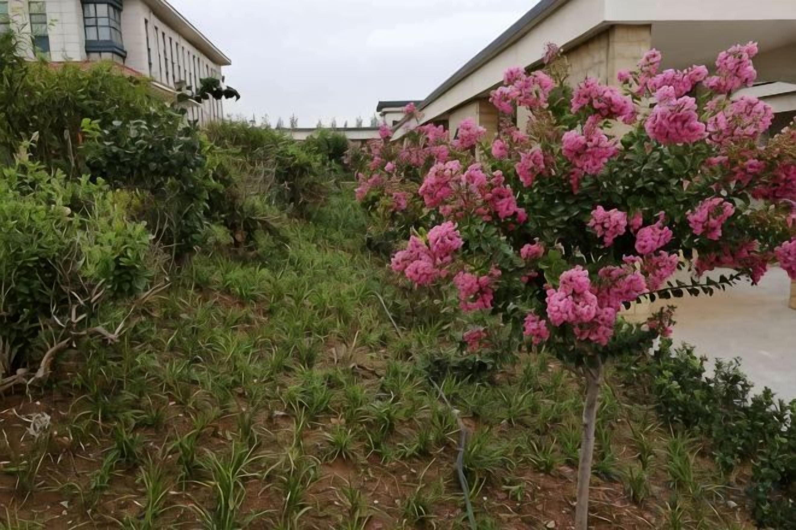 Un jardin avec différentes espèces de plantes et un arbre à fleurs roses.