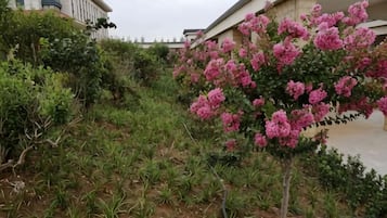 A garden with various plants and a pink flowering tree.