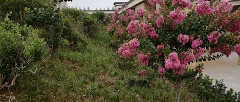Un jardín con diversas plantas y un árbol de flores rosadas.