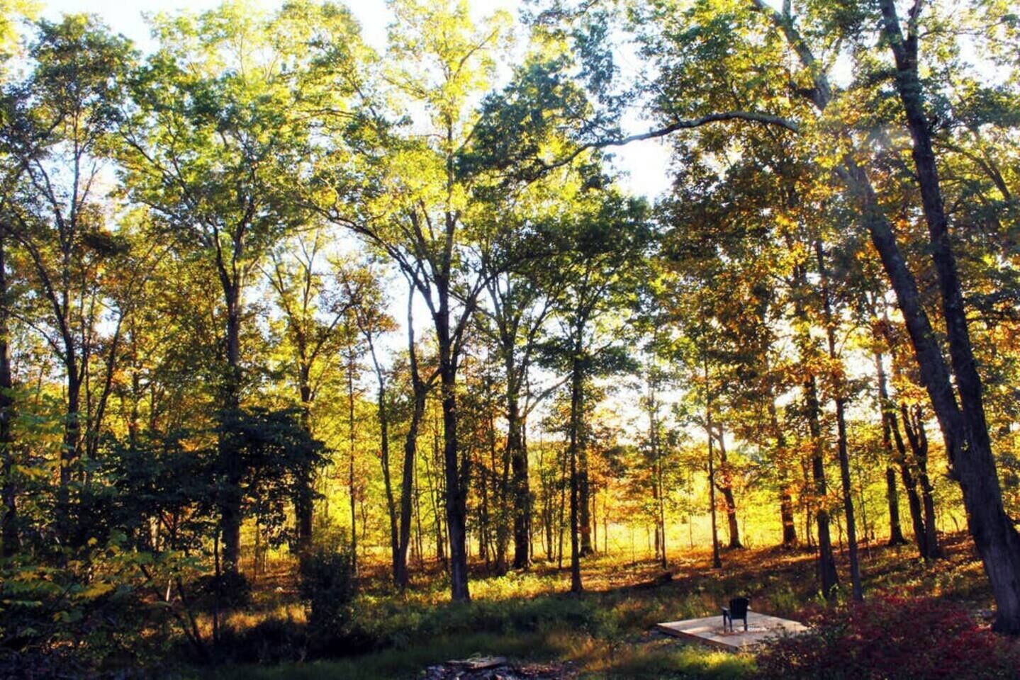 A forest with a bench and a picnic table.